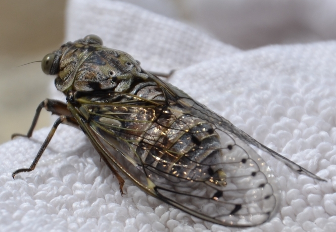 La Vache! The strange origins of six French curse&nbsp;words