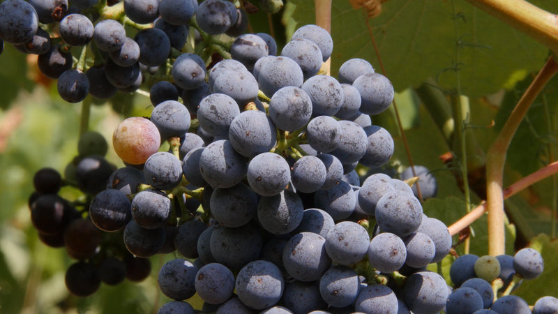 France outlawed these grapes in the 1930s.