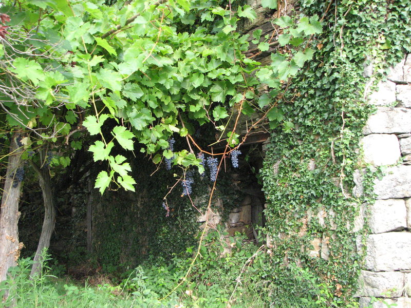 More forbidden grapes growing at a vineyard near Beaumont.