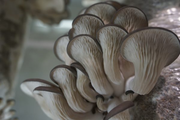 mushrooms