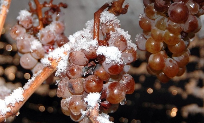 ice wine